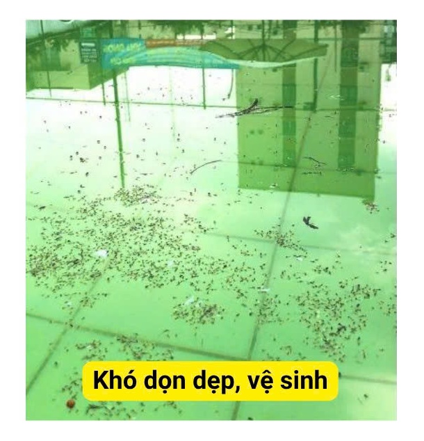 PHải vệ sinh bảo trì bể bơi thường xuyên